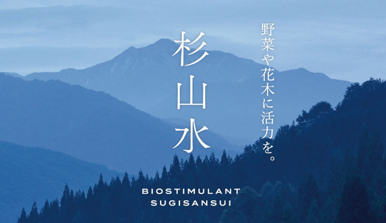 農作物の猛暑対策に新技術　バイオスティミュラント資材「杉⼭⽔」、イチゴ苗の枯死を抑制