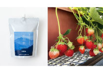 バイオスティミュラント資材「杉山水」岐阜大学との共同研究を実施