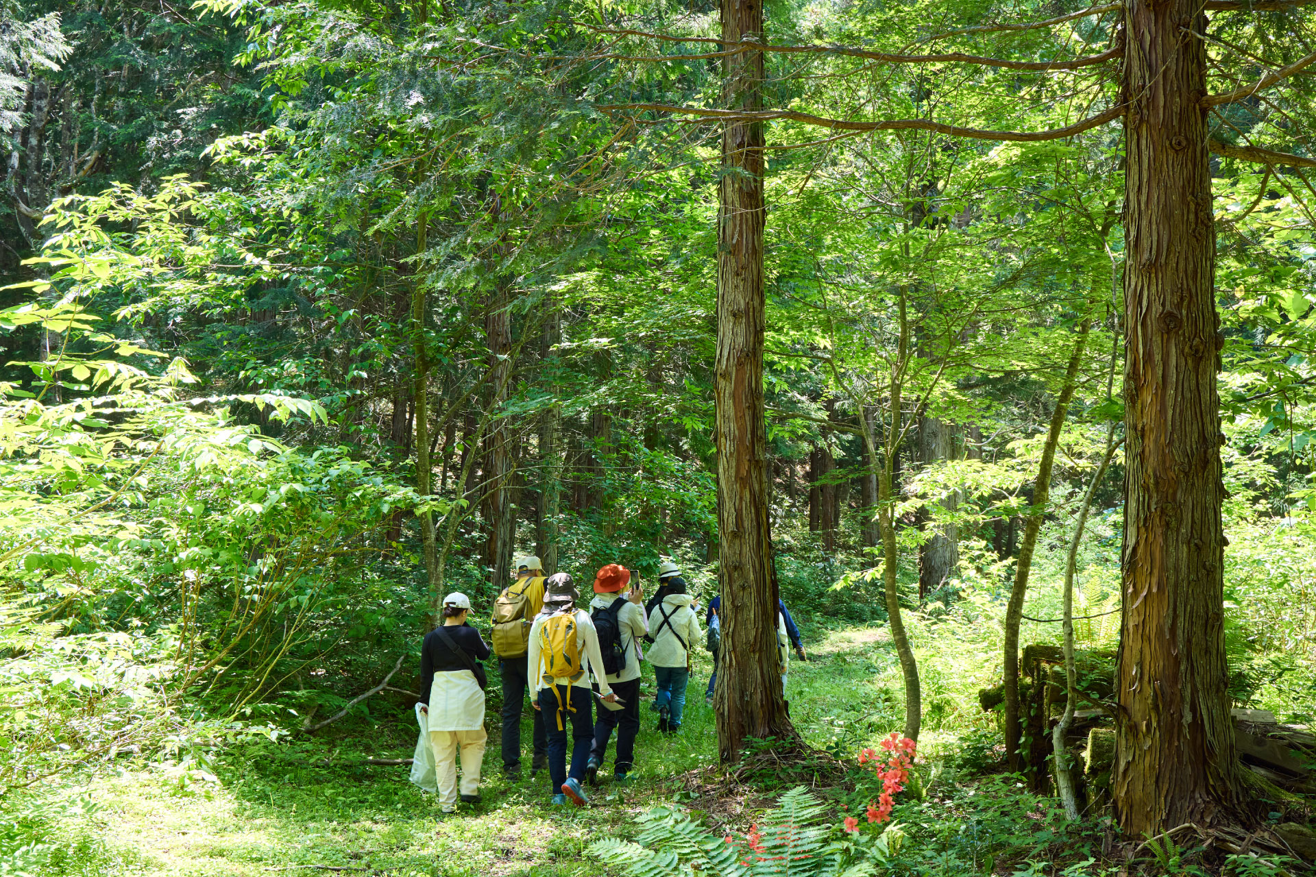 城山公園の森へ出かけよう！ 鳥や動物たちのおうちを探す「夏の城山公園観察会」